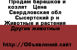 Продам барашков и козлят › Цена ­ 3 000 - Свердловская обл., Сысертский р-н Животные и растения » Другие животные   